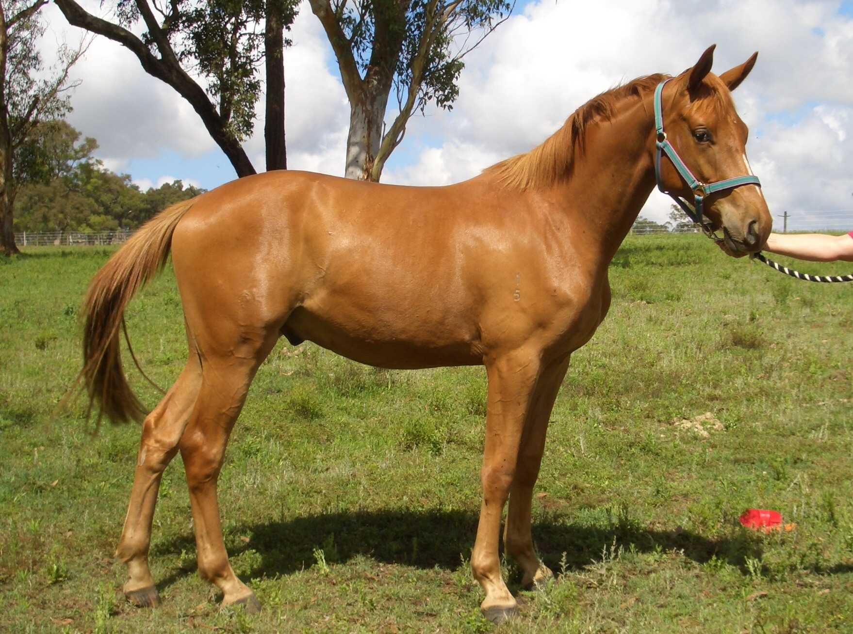 Christopher_Robin-25Nov07