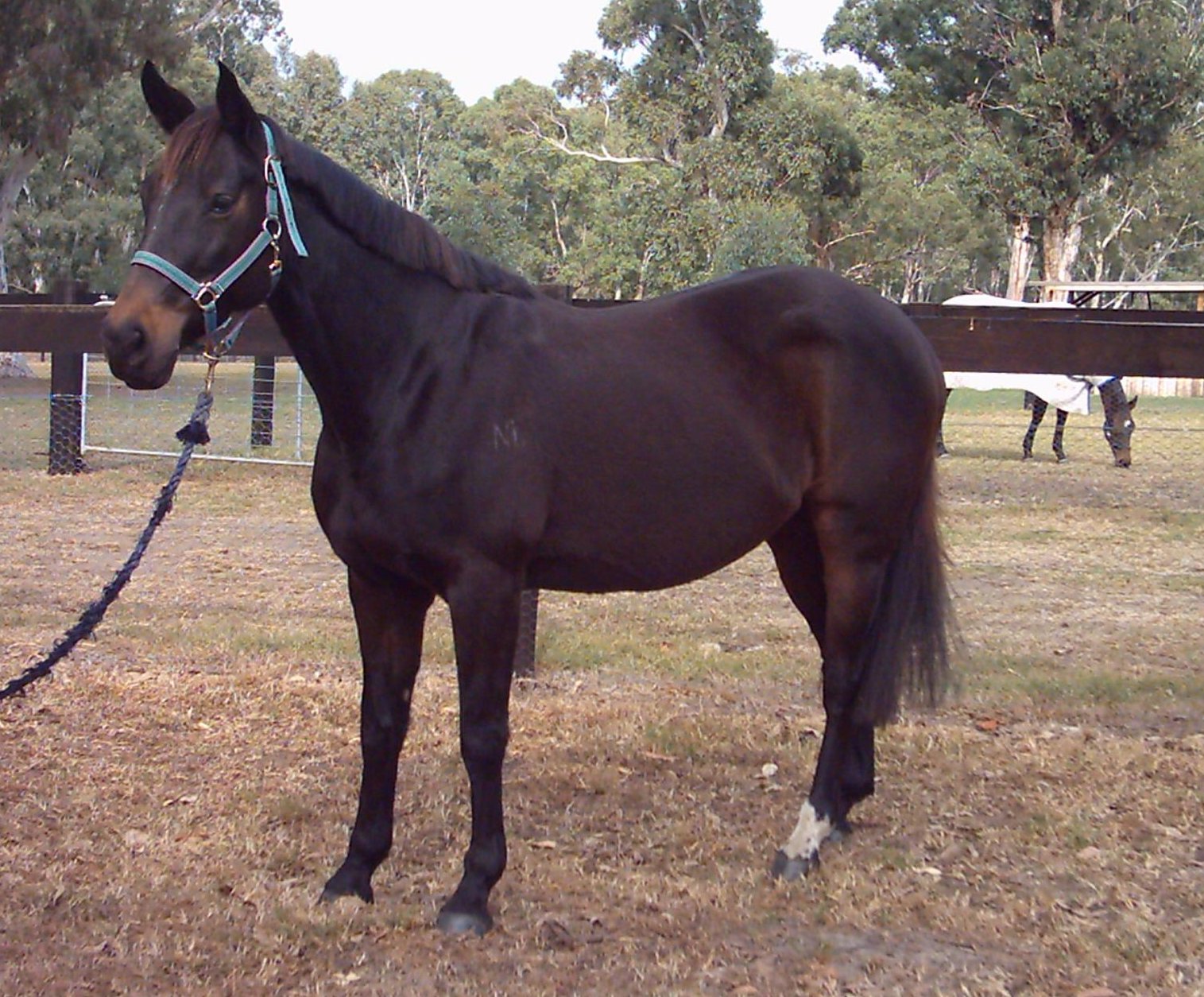 Miss_Holly_14May06 Miss_Holly_14May06